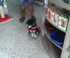 cachorro